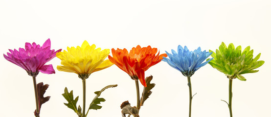 Five brightly colored mum flowers silhouetted on white background