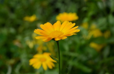 Yellow flower close-up on blurred green background