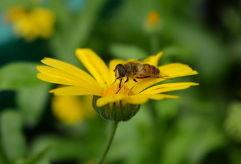 Yellow flower with a fly close-up on a blurred green background