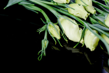 Obraz premium Beautiful Haustoma flowers with green petals