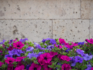 Background with flowers and wall.