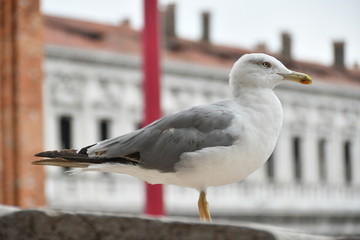 VACACIONES EN VENECIA