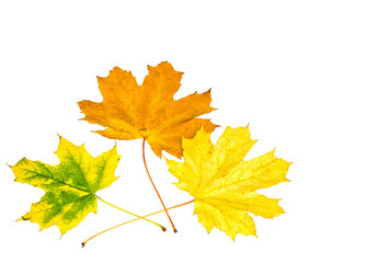 Three autumn maple leaves on a white background