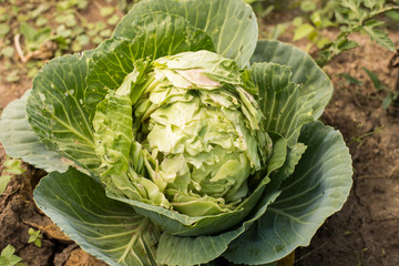 Cabbage, Eaten Insects, Caterpillars In Vegetable Garden Or Cabbage, Damaged Insects, Caterpillars.