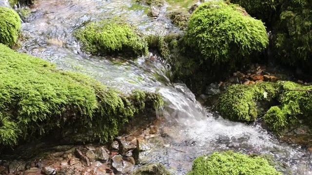Mossy stones in a virgin creek.