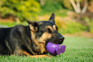 German Shepherd dog outdoor portrait lying down chewing on purple toy