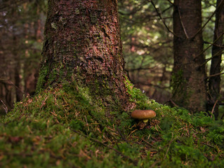 Pilz im Wald vor einem Baum auf den die Sonne scheint