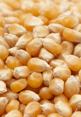 Unpopped Popcorn Kernals