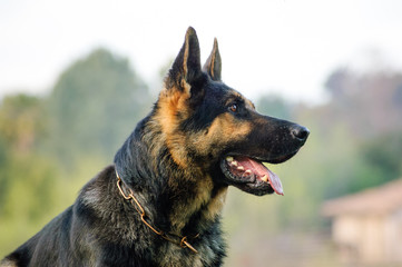 German Shepherd dog outdoor portrait head shot side view