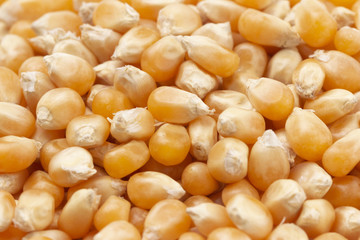 Unpopped Popcorn Kernals