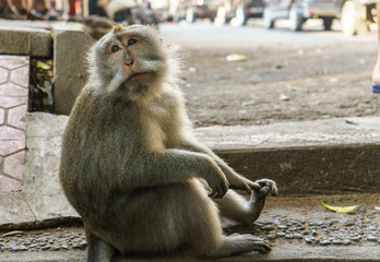 Naklejka premium Adult monkey sits in the forest. Monkey forest, Ubud, Bali, Indonesia