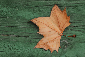 Maple leaves on the green wooden surface in autumn