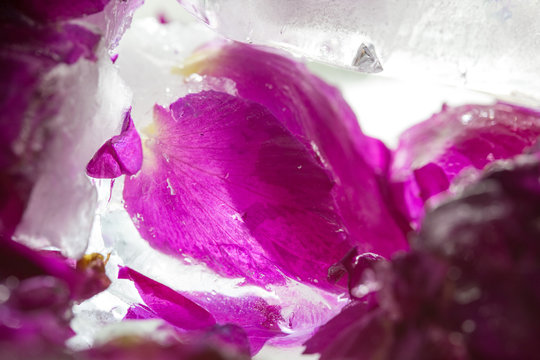 Frozen beautiful pink flower blooms in ice cube