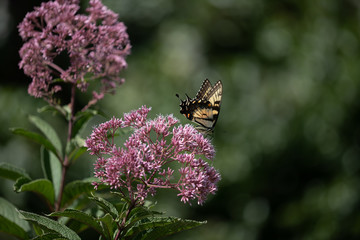 Eastern tiger swallowtail butterfly on joe pye weed at the Parris Glendening Nature Sanctuary in Lothian Southern Maryland Anne Arundel County USA