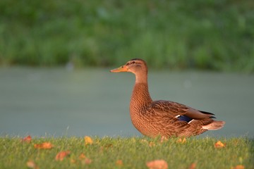 Female Mallard Duck at ponds edge