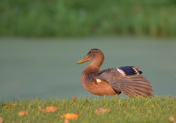 Female Mallard Duck at ponds edge