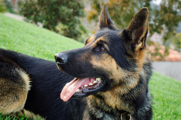 German Shepherd dog outdoor portrait