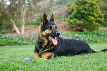 German Shepherd dog outdoor portrait lying down in grass with balls