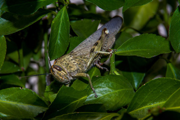Close up front view of yellow grasshopper surrounded with light green leaves.Macro.