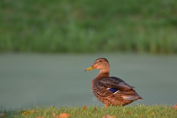 Female Mallard duck at ponds edge