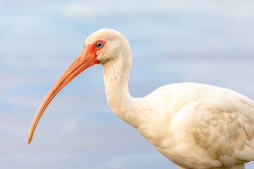 Close up of wild American White Ibis (Eudocimus albus) near the water's edge in central Florida.  Its diet consists primarily of small aquatic prey, such as insects and small fishes.