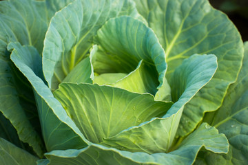 Fototapeta na wymiar Young Green Cabbage With Leaves Growing In Vegetable Garden In Summer Close Up.