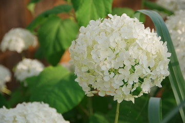 white hydrangea in UK