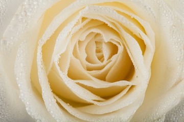 White Rose Head with Dew - Close Up