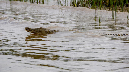 A crocodile on a river, Africa