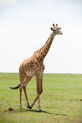 Naklejka na ściany i meble Beautiful shots of giraffes in Africa