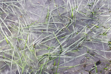 Frozen stream with grass in the forest