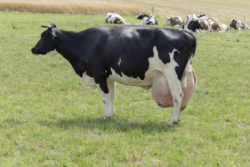 Cow with a big udder