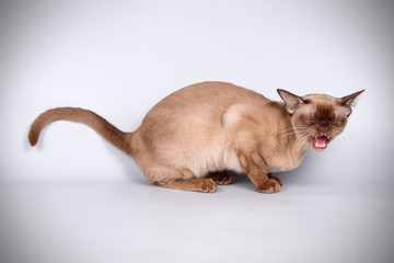 Burmese cat on colored backgrounds