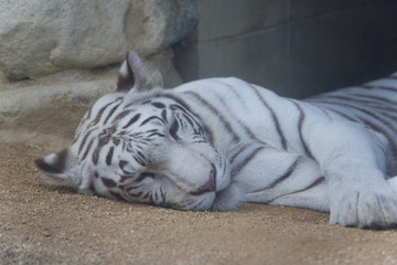 ホワイトタイガー