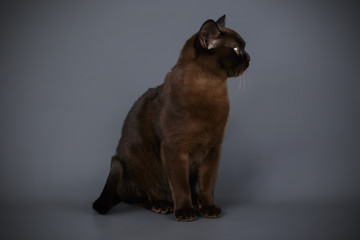 Burmese cat on colored backgrounds