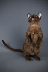 Burmese cat on colored backgrounds