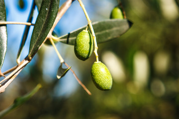 Olives on an olive tree branch, Valconca, Emilia Romagna, Italy