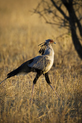 Wild Secretary Bird walking in Africa