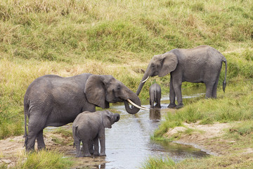 Naklejka na ściany i meble Herd of wild elephants drinking water in Africa