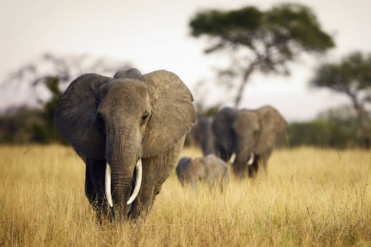 Herd of elephants walking through tall grass