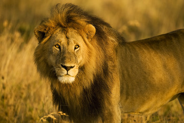 A majestic, wild lion stands in Africa during the golden hour