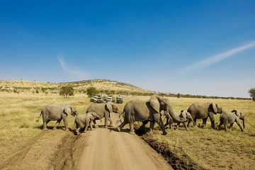 Large herd of elephants cross dirt road in Africa while people on safari watch