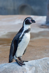 Fototapeta premium ペンギン