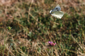 Buttefly landing on a flower, Valconca, Emilia Romagna, Italy