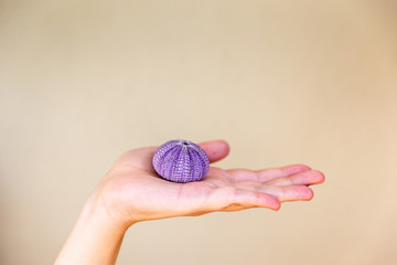 Women holding an urchin in her hand with isolated background. Shell of Sea Urchin or urchin.