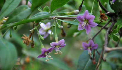 Flowering Lycium barbarum