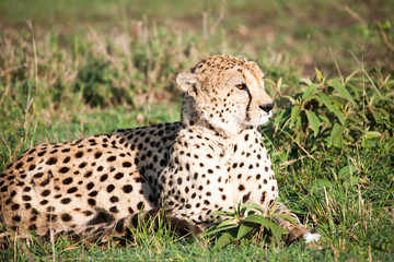 Portrait shots of cheetahs and cubs playing and lounging in Africa