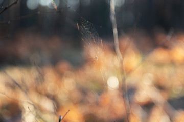 Spiderweb in the forest at sunset