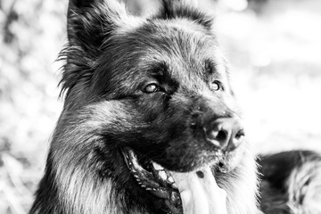 Portrait of a german shepherd dog in Valconca, Emilia Romagna, Italy