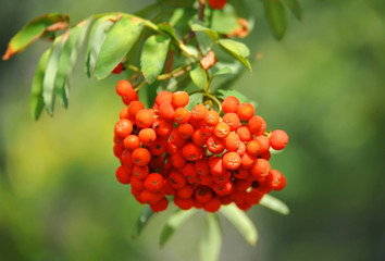 Rowan berries, Mountain ash (Sorbus)